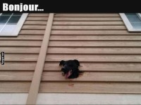 Lustiges Fenstervisier: Wau trifft Wow!