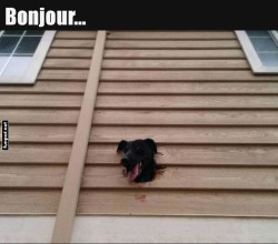 Lustiges-Fenstervisier:-Wau-trifft-Wow!.jpg auf www.funpot.net