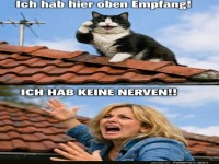 Katzen-Mobilfunk: Empfang auf dem Dach!