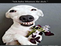 Blumiger Hunde-Lieferservice