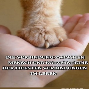 Pfoten-Handshake-der-besonderen-Art.jpg von Phil-1986