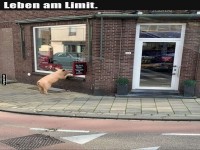 Wenn das Schwein zur Theke wird
