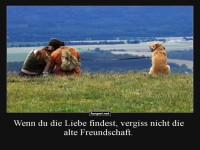 Wer ist der bessere Freund?