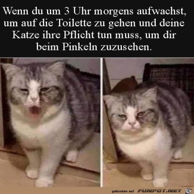 Müde-Katze.jpg von Lasse