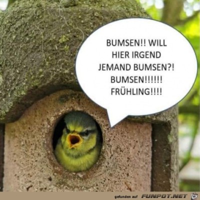 Lustiger-Vogel.jpg von Rebecca