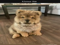 Niedlicher flauschiger Hund auf Holzboden