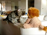 Katzensitzung mit dem Plschlwen