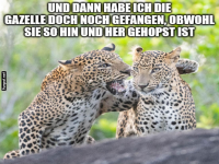 Plaudertaschen im Leopardenland