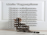 T�r auf, T�r zu: Das Katzendilemma