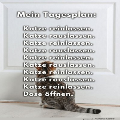 T&uuml;r-auf,-T&uuml;r-zu:-Das-Katzendilemma.jpg von Brenda22