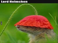 Der tapfere Helmtr�ger im Blumenreich