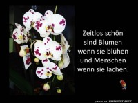 Zeitlos schoen