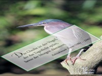 der glaube ist der Vogel