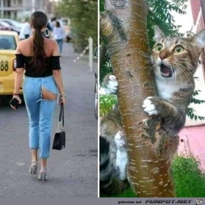 Katze-ist-entsetzt.jpg von Hannah