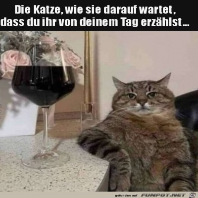 Katze-wartet.jpg von Ole