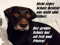 Liebe und Treue eines Hundes