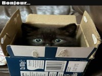 Ses Ktzchen im Karton