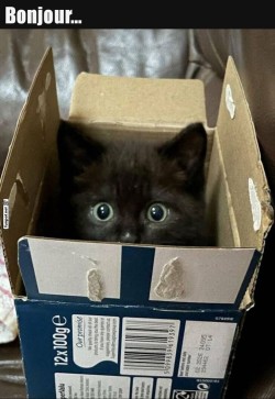 Süßes-Kätzchen-im-Karton.jpg auf www.funpot.net