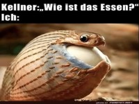 Armadillo der Ehrlichkeit beim Essen