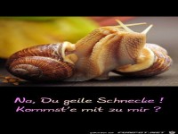 Schnecke