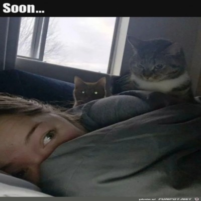 Die-Katzen-warten.jpg von SWolle