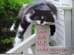 fun-Bild: Nicht stressen lassen