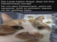 K�hlschrankkritisches Denken bei Katzen
