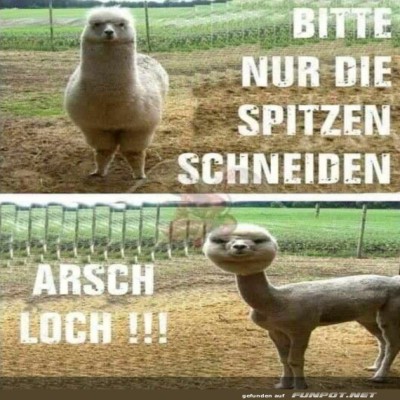 Nur-die-Spitzen-schneiden.jpg von Matilda