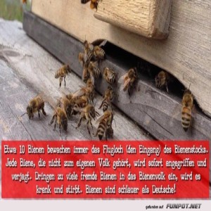 Bienen-schlauer-als-Deutsche.jpg von Justus2002
