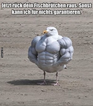 Wenn-die-M�we-ins-Fitnessstudio-geht.jpg auf www.funpot.net