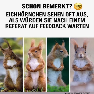 Eichh&ouml;rnchen-im-Feedback-Warteraum.jpg von Mareike-21