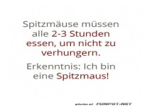 Spitzmuse