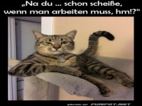 Chefkatze am Arbeitsplatz!
