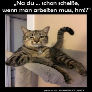 fun-Bild: Chefkatze am Arbeitsplatz!
