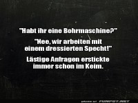 Bohrmaschine oder Specht?