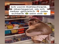 Affe vor der Versuchung: Pizza oder Di�t?