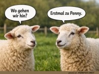 Schaf-Einkauf: Die neue Herdenplanung!