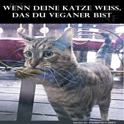 Katze-im-Gem&uuml;seshop:-Vegane-&Uuml;berraschung.jpg von Erwin32