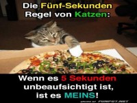 Katzen-Pizza-Dieb auf frischer Tat ertappt!