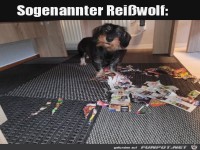 Ein Rei�wolf