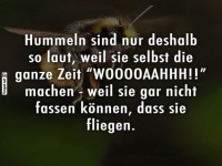 Lustige Fakten über das Summen von Hummeln