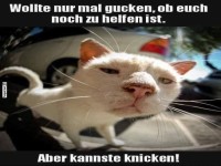 Neugierige Katze mit frechem Spruch