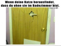 Katze entdeckt Badezimmer-Geheimnis