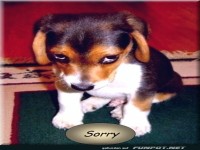 Niedlicher Welpe mit schuldigem Blick