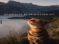 Genie�ender Kater mit inspirierendem Spruch