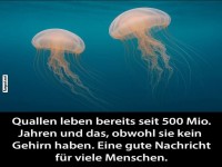 Gehirnlose �berlebensk�nstler im Ozean