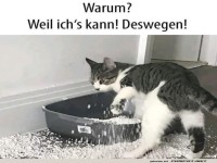 Katzenlogik: Chaos hat Methode