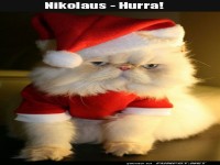 Kater Claus: Nicht beeindruckt!