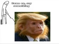 Wenn Monkeys Business tragen