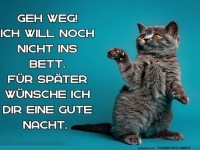 Katzen-�berraschung: Sp�tnacht-Gru�!